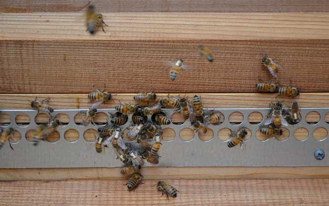 蜜蜂养殖
