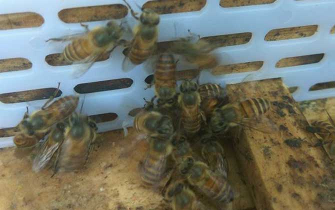 土蜜蜂