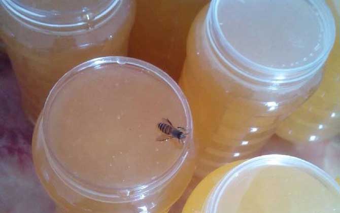 槐花蜜到底会不会结晶? 槐花蜜