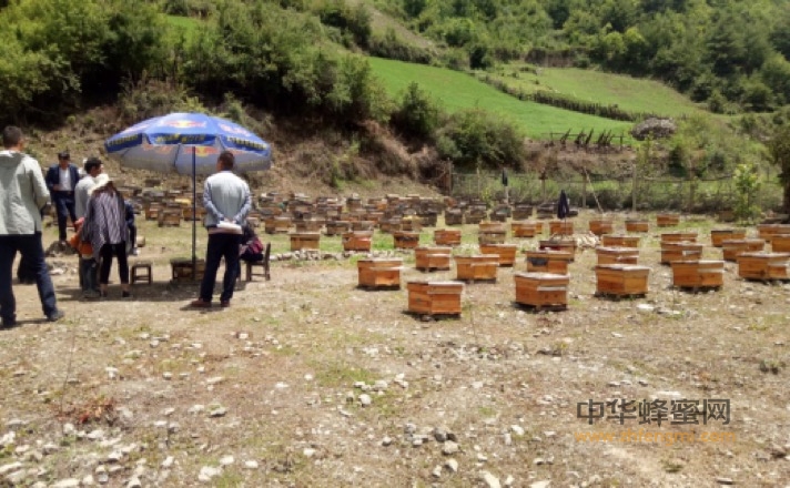扶贫路上与蜂为伴—中国养蜂学会审查舟曲县创建“全国中华蜜蜂之乡”工作