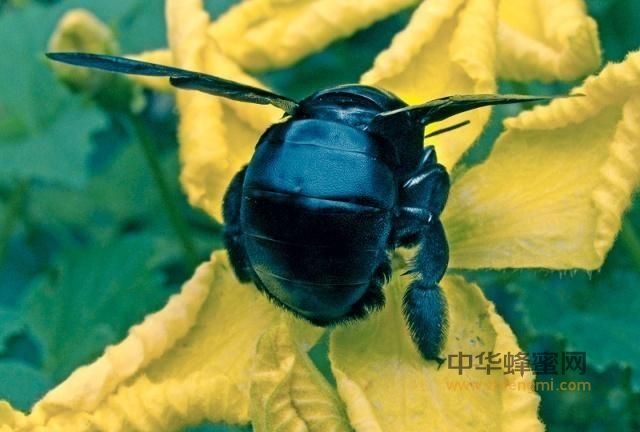 东北黑蜂