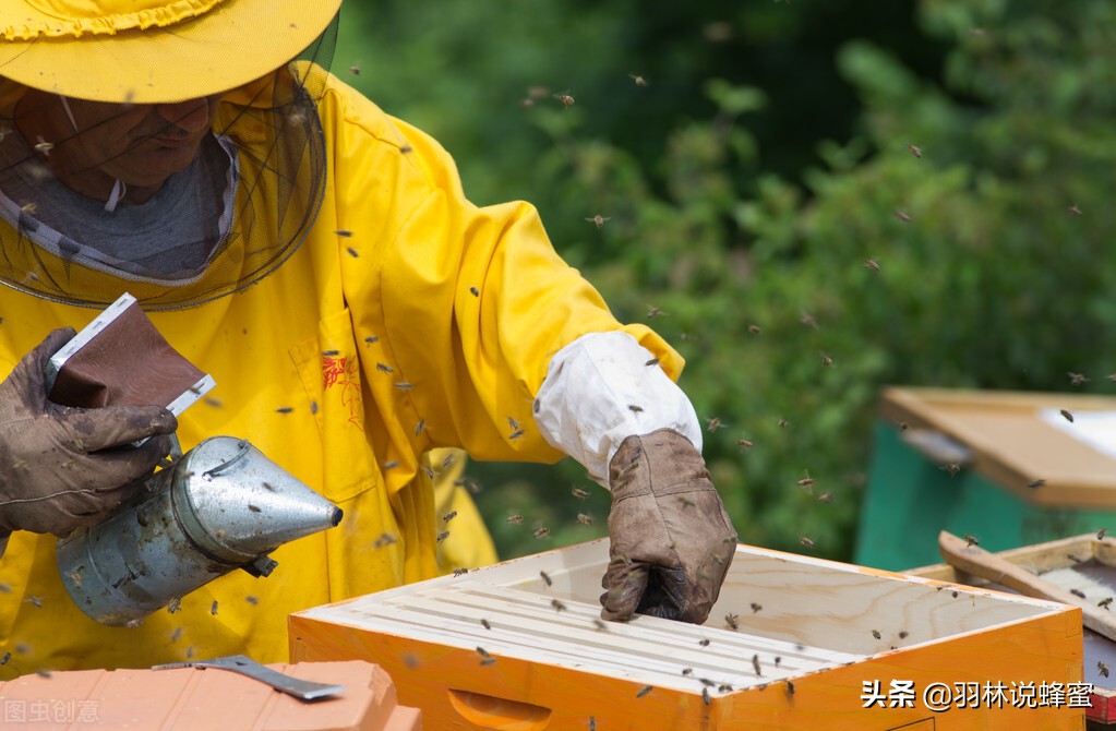 养蜂都需要准备什么工具，成功养蜂只需要4种必需品就够了