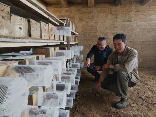 攀枝花贫困户王文平:养蜂酿造幸福生活 养蜂