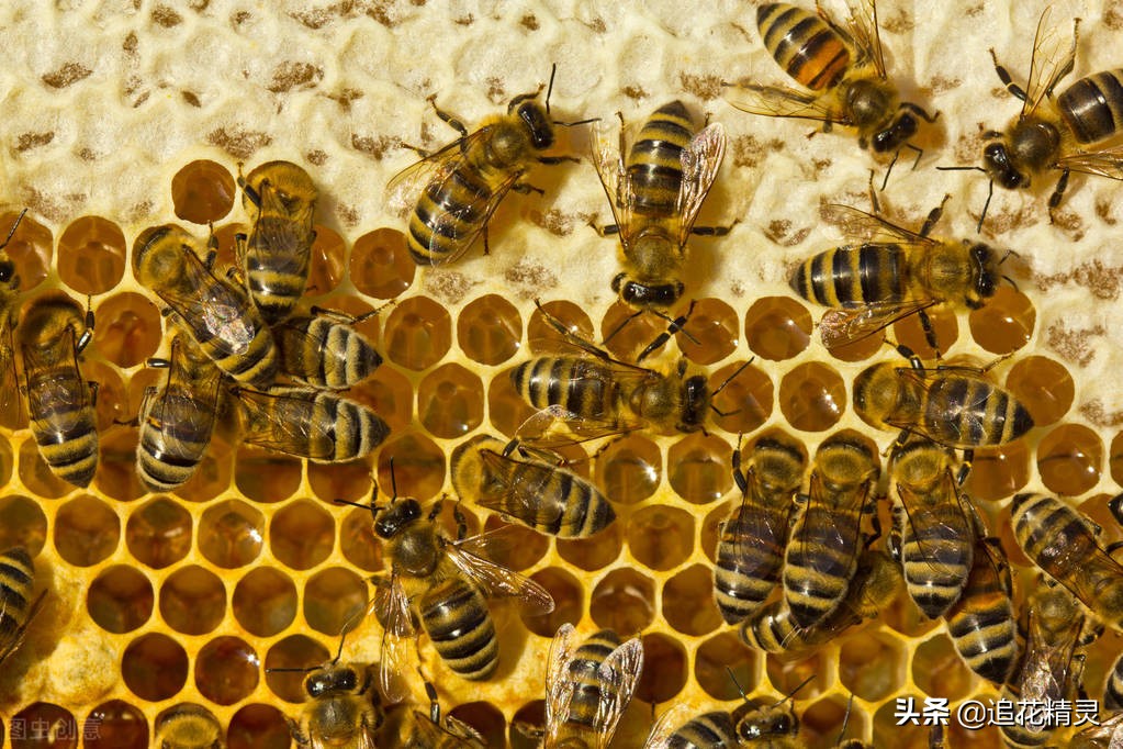 如果蜜蜂有思想，还会勤劳吗？看工蜂劳动的动力，论养蜂人的是非