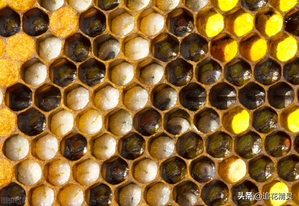 如果蜜蜂有思想，还会勤劳吗？看工蜂劳动的动力，论养蜂人的是非