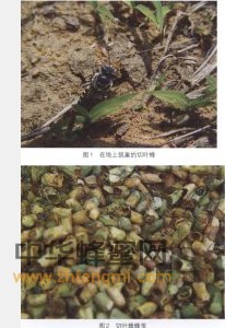 切叶蜂 切叶蜂科属 切叶蜂的特征 切叶蜂图片 切叶蜂 切叶蜂科属 切叶蜂的特征 切叶蜂经济价值