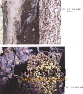无刺蜂 无刺蜂的分布 无刺蜂特征 无刺蜂图片 无刺蜂 无刺蜂的分布 无刺蜂特征 无刺蜂经济价值 无刺蜂属性