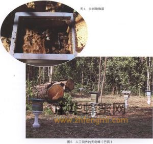 无刺蜂 无刺蜂的分布 无刺蜂特征 无刺蜂图片 无刺蜂 无刺蜂的分布 无刺蜂特征 无刺蜂经济价值 无刺蜂属性