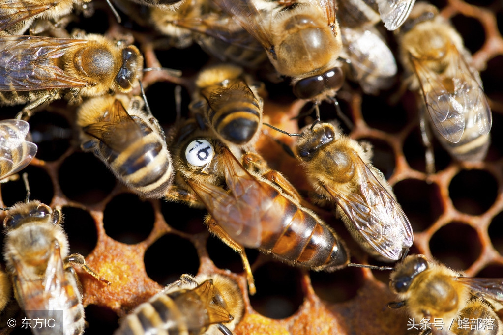 新手养中蜂，不破除这7个观念，永远别想走上养蜂致富道路