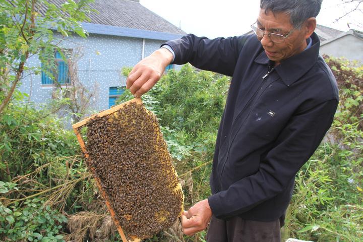 追花逐蜜，养蜂人老魏的“甜蜜事业”