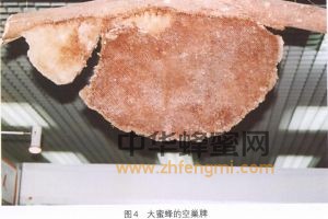 大蜜蜂图片 蜜蜂品种 大蜜蜂特征 蜜蜂 品种 大蜜蜂 大蜜蜂的分布 大蜜蜂特征 大蜜蜂经济价值