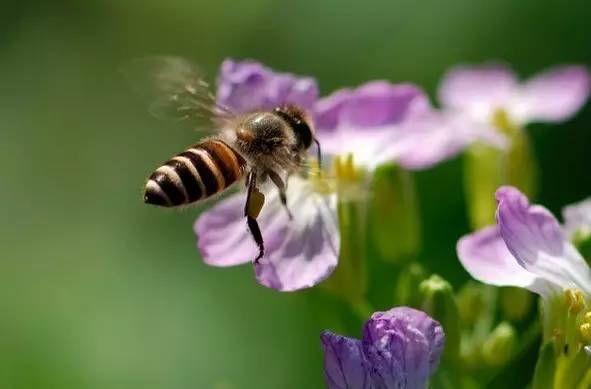 2022年蜜蜂养殖什么品种好（2022年养蜂蜂种选择）