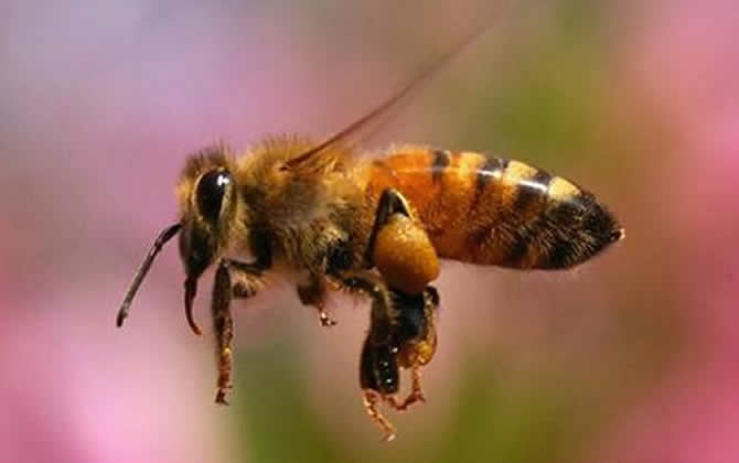 初学养蜂
