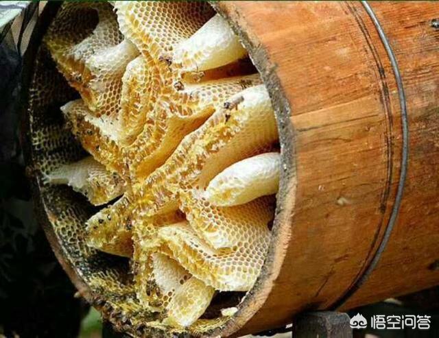 农村养殖蜜蜂前景如何(现在农村养蜂前景如何)