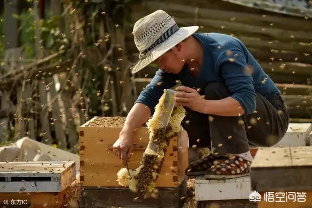养蜂人是怎么养蜂的(如何才能学会养蜂?)