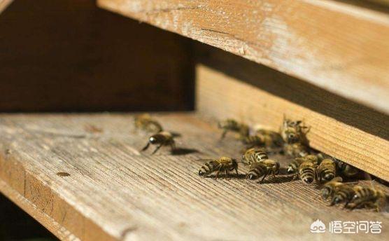 养蜂人是怎么养蜂的(如何才能学会养蜂?)