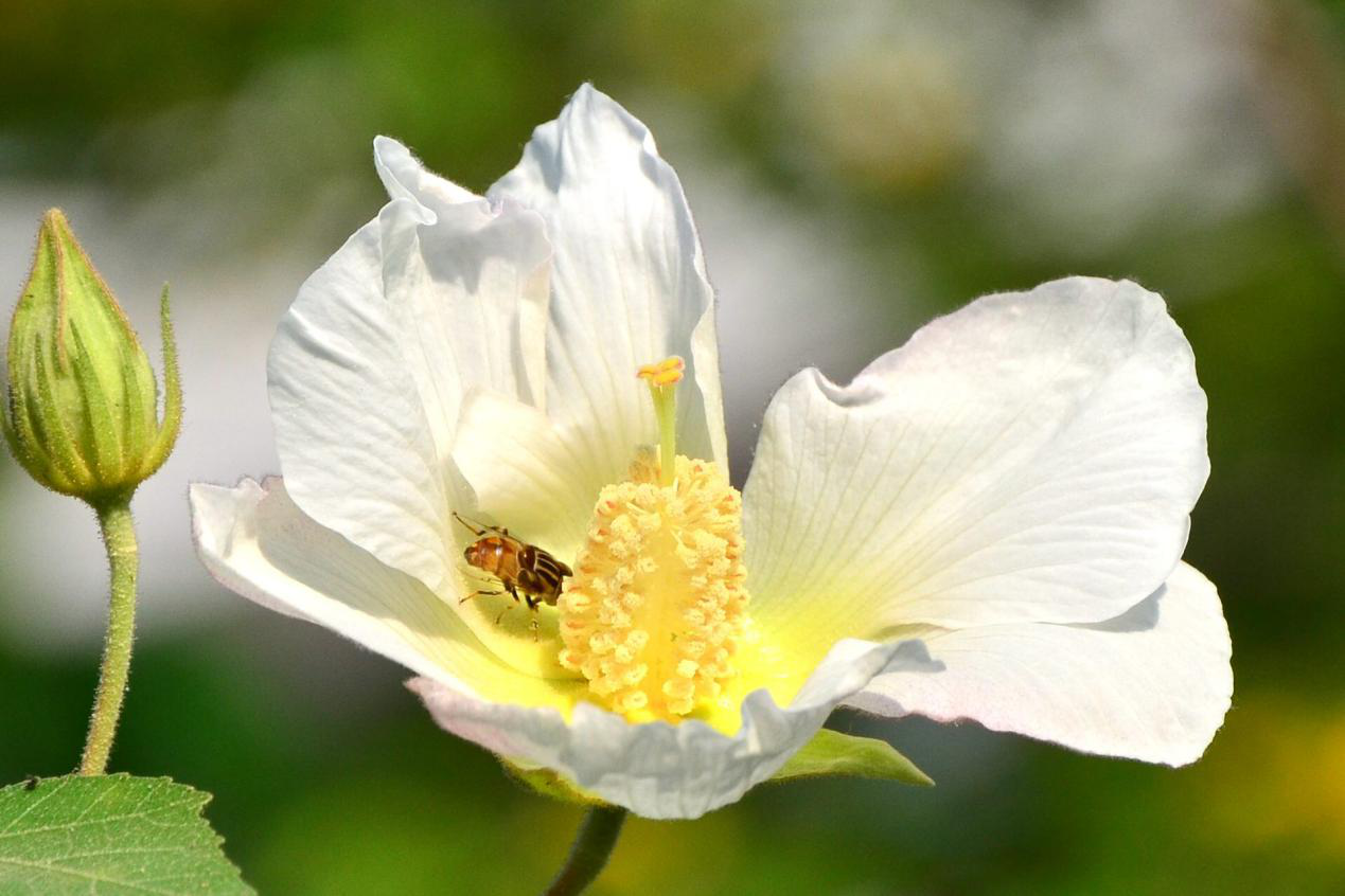 蜜蜂吃花粉有什么作用（蜜蜂喂花粉有什么好处）