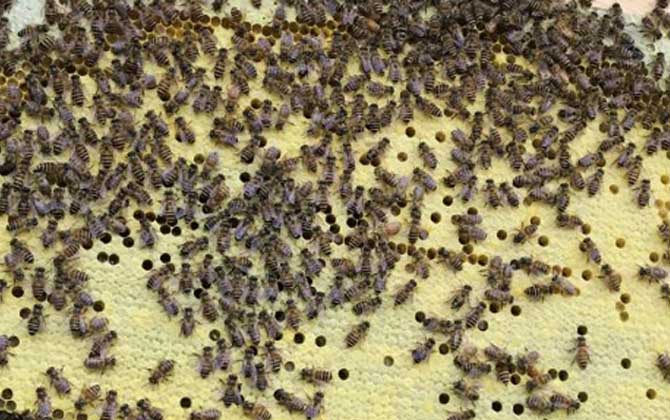 中蜂蜂群出售多少价一箱（2021年中蜂多少钱一箱）