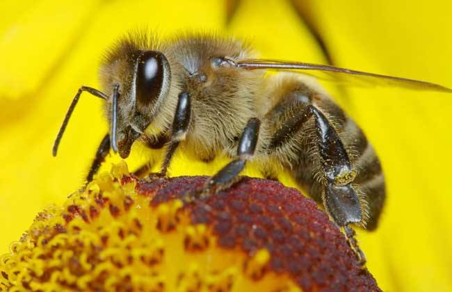 【蜂蜜禁忌】蜂蜜可以放冰箱吗? 蜂蜜可以放冰箱吗?