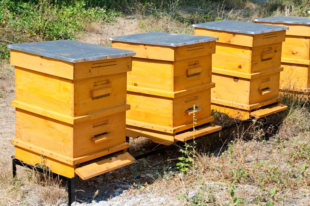 新手养蜂入门蜂箱有蚂蚁（蜜蜂箱有蚂蚁怎么防止）