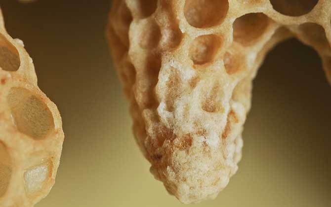 中国大虎头蜂蜂王价格（中国大虎头蜂蜂王多少钱）