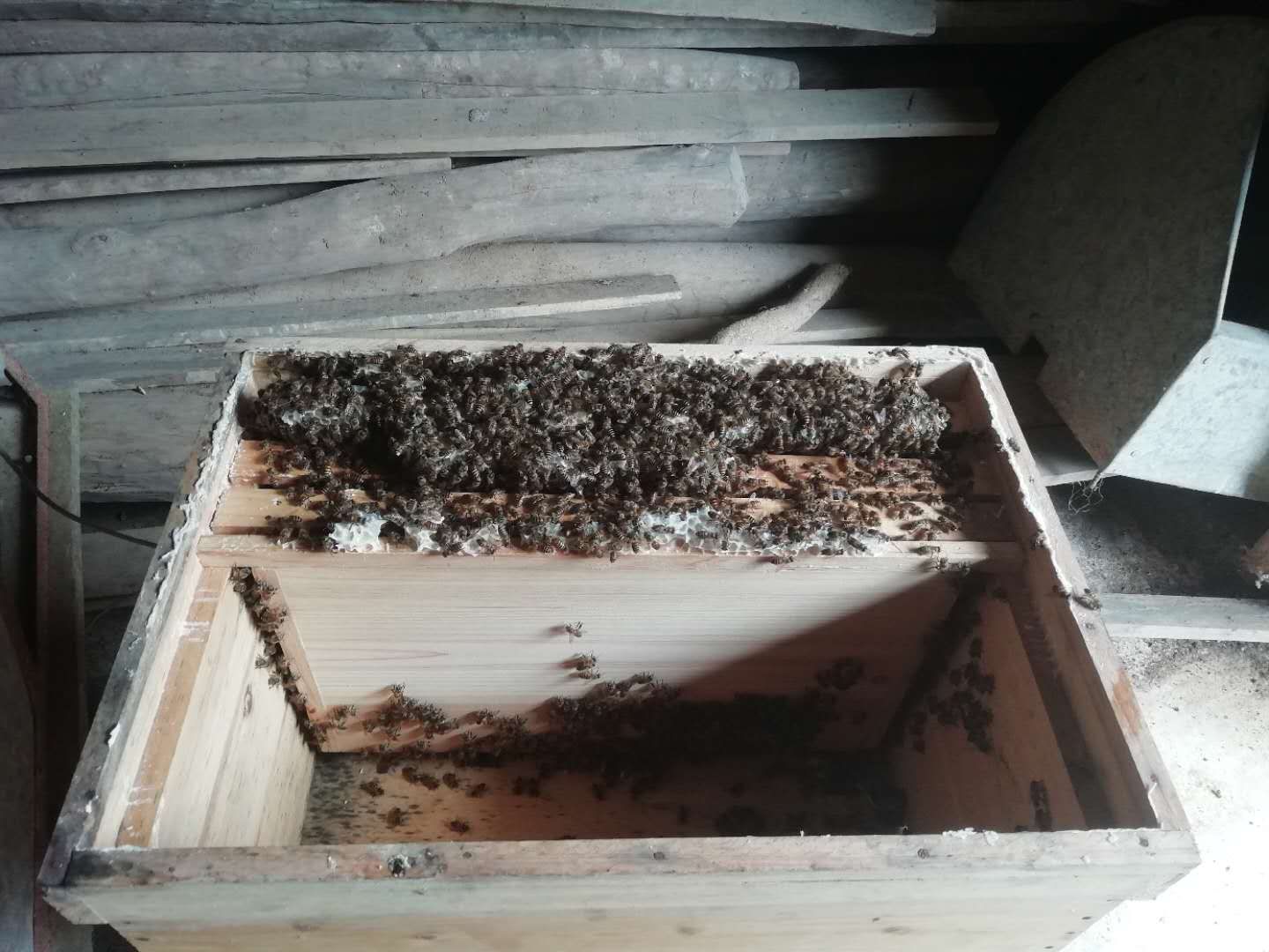 想养蜜蜂到哪里买蜂种（买蜜蜂养哪里才能买到）