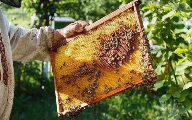 养蜂需要什么技术