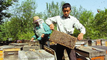 中蜂可以转移蜂场吗（中蜂可以移位置吗）