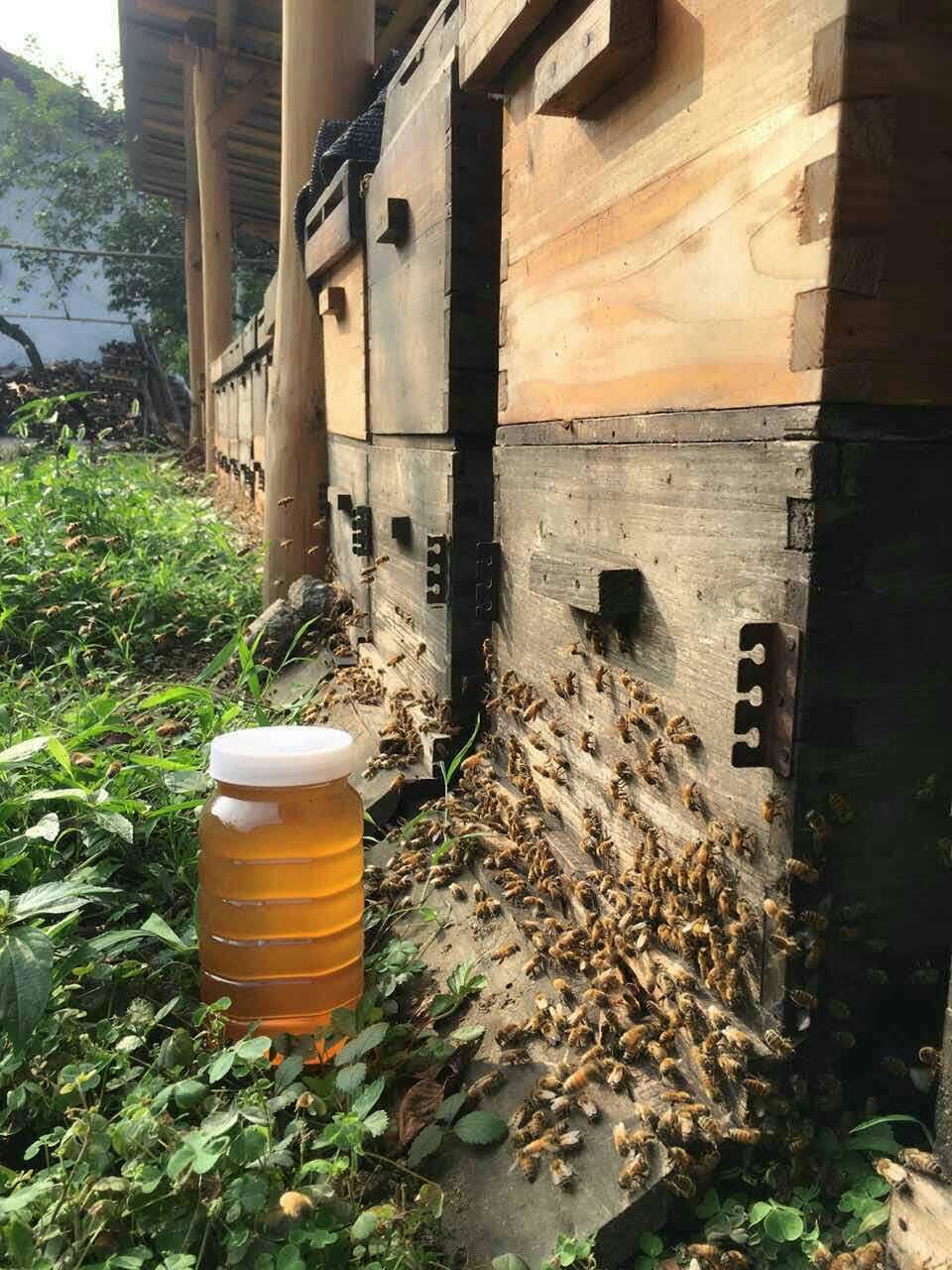 中蜂可以转移蜂场吗（中蜂可以移位置吗）