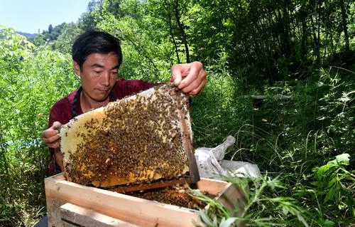 中蜂组双王群时一面蜂多一面蜂少
