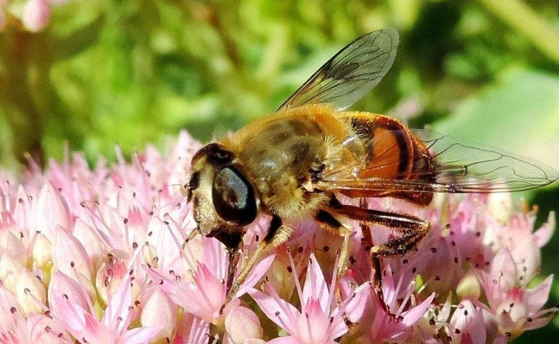 金环胡蜂蜂王与工蜂怎样区别（如何区分马蜂蜂王、雄蜂、工蜂）
