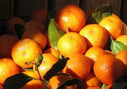 柑橘蜜是什么口感（柑橘蜜的口感怎么样）