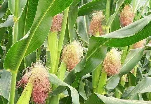 玉米开花有花蜜和花粉吗？