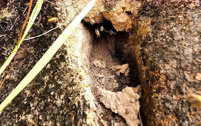 野生蜜蜂窝