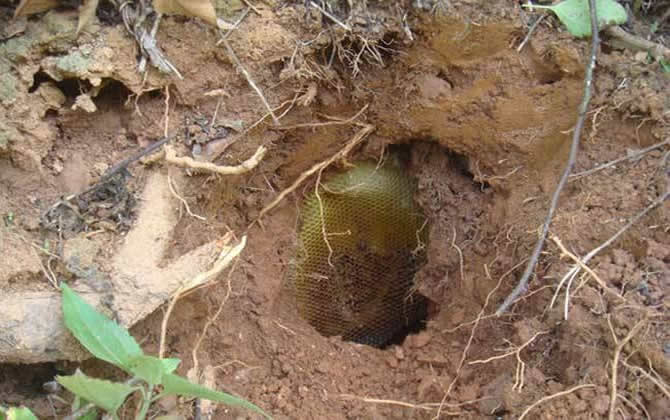 野生蜜蜂窝