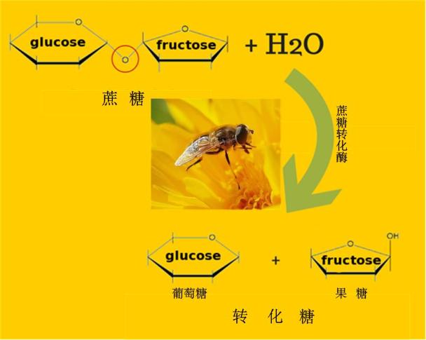 蜜蜂拉的屎是蜂蜜吗（蜂蜜是蜜蜂的唾液还是排泄物）