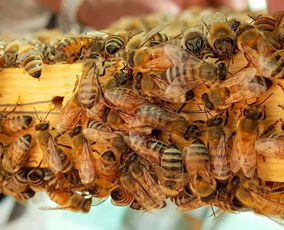 蜜蜂常见疾病防治方法（附带七种常见蜜蜂疾病）