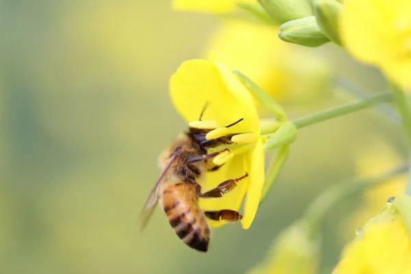 蜜蜂常见疾病防治方法（附带七种常见蜜蜂疾病）