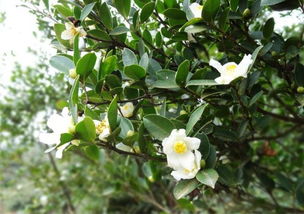 暗室养蜂是如何避免甘露和茶花蜜中毒的（茶花盛期怎么管理）