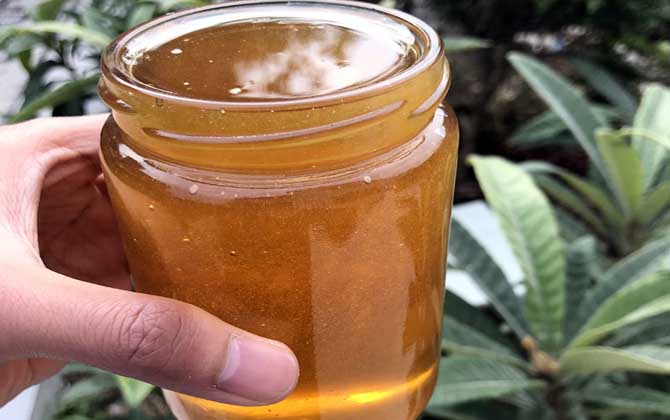 枇杷蜂蜜和枣花蜜哪个好（枇杷蜜和枣花蜜哪个好）