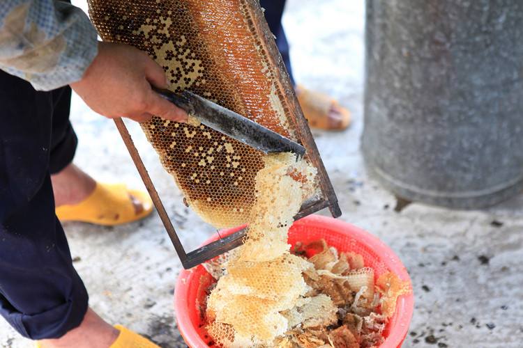 秋季采收蜂蜜的技巧与贮蜜方法