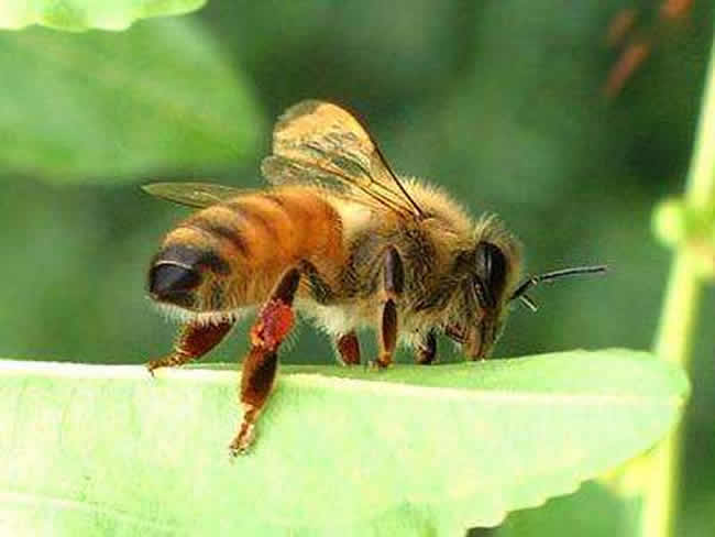 定点养蜂一个人能管理多少箱蜜蜂?