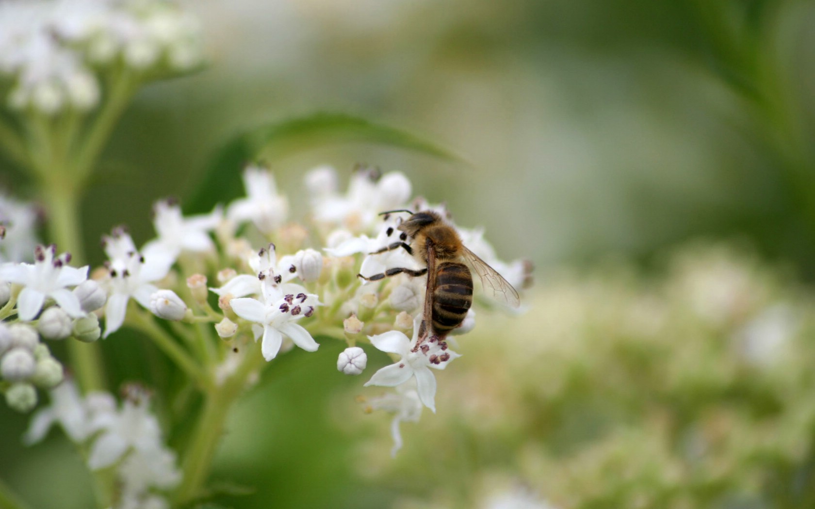 蜂蜜是蜜蜂的口水还是排泄物（蜂蜜是分泌物还是排泄物）