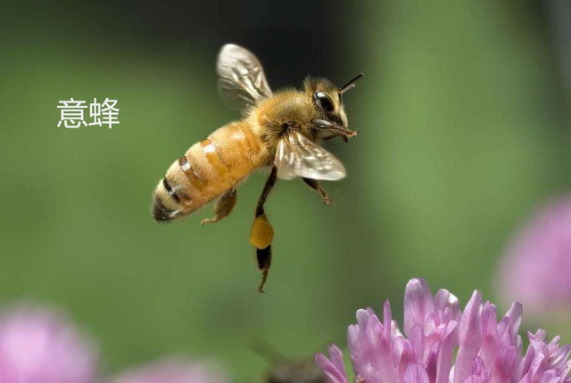 中华蜜蜂是不是叫意大利蜂呢（中蜂和意蜂的区别）
