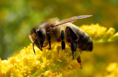 胡蜂、马蜂、黄蜂、蜜蜂的区别是什么（胡蜂、马蜂、黄蜂、蜜蜂的对比）