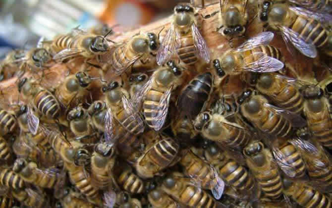 蜜蜂副伤寒病