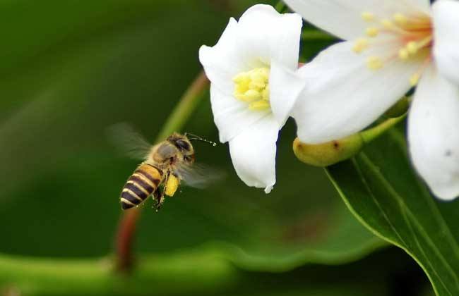养蜂怎样防治蚂蚁？