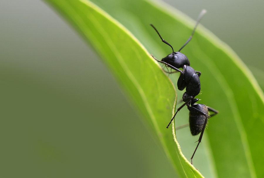 养蜂怎样防治蚂蚁？