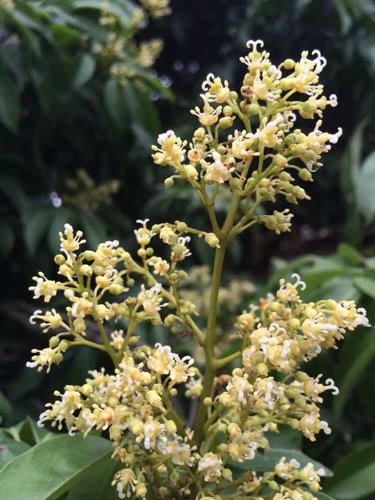 荔枝蜜发酸是坏了吗（荔枝蜜变质的因素）