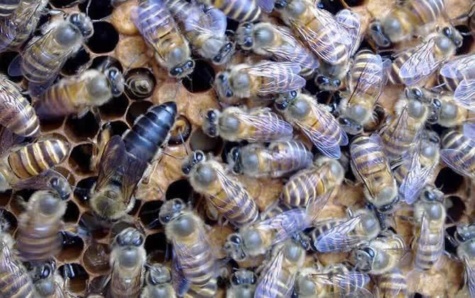 蜂王产卵